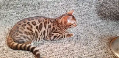 Purebred Bengals for Sale! Only 1 left!, View more
