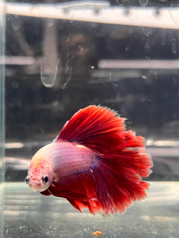 Bettas - Halfmoons and Dumbo ears in Fish for Rehoming in Mississauga / Peel Region - Image 4