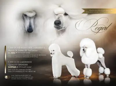 Standard poodle puppies, View more