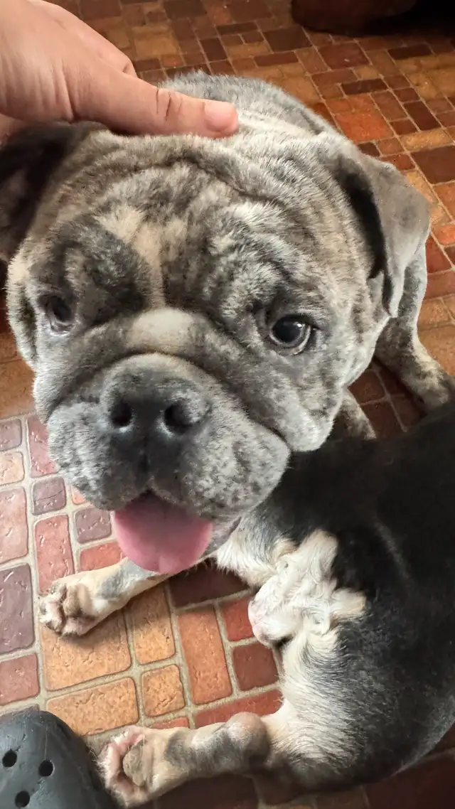 chiot Bulldog bouledogue anglais  , English BULLDOG in Dogs & Puppies for Rehoming in Laval / North Shore - Image 9