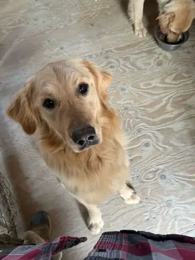 Puppies for Sale, View more