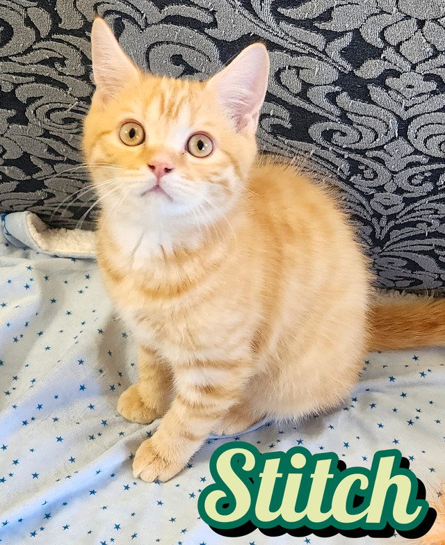 Scottish Straight Shorthair looking for new home! in Cats & Kittens for Rehoming in City of Toronto - Image 3