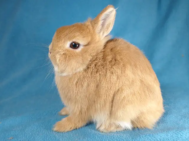 EXTRAORDINARY Netherland dwarf, Holland lop, mini rex, lionhead in Small Animals for Rehoming in Thunder Bay - Image 7