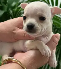 Chihuahuas Applehead white puppy rare colour