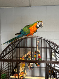 Catalina macaw 7 months old.