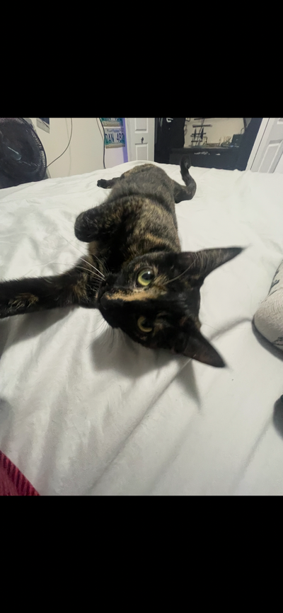 Cat for sale to a good home, View more
