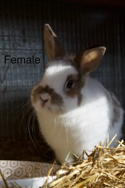 Rabbit pair (male and female), View more