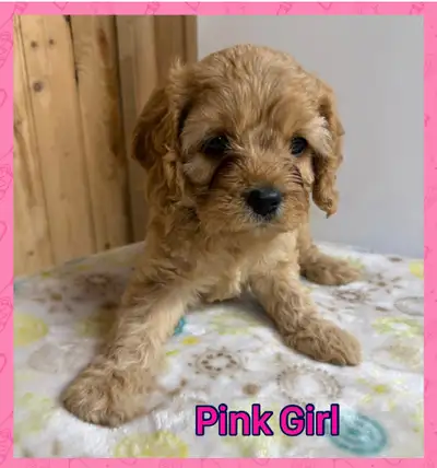 Beautiful, healthy and happy puppies. Great family pets. Gentle and cuddly. Dad is a pure Cavalier K...