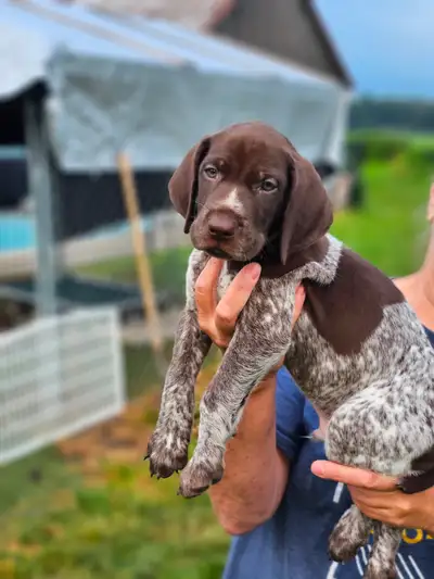 1 male Ckc registered german shorthaired pointer pup, View more