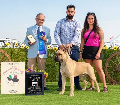 Website kryptonk9s.com IG @kryptonk9s FB Krypton K9’s New exciting pairs coming for 2027 with LIMITE...