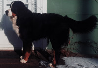 Male Bernese Mountain Dog