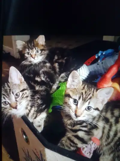 4 kittens ready to go, View more