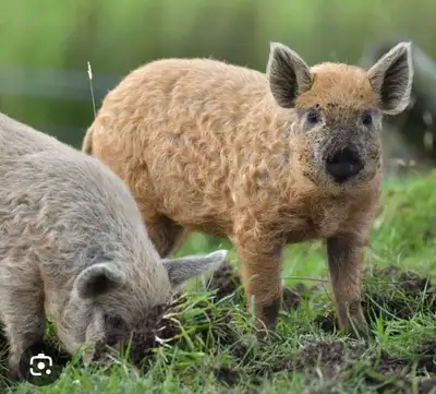 magnaliska pigs available, View more