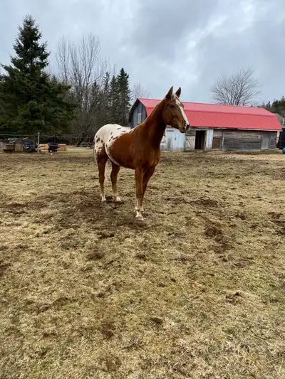 4 year old Appaloosa gelding for sale. He’s registered. Green broke. Had 4 months training with Jen...