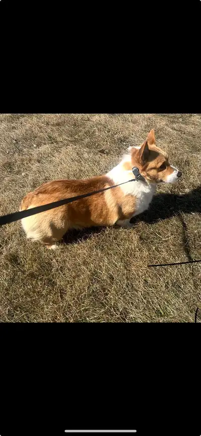 Corgi Dogs, View more