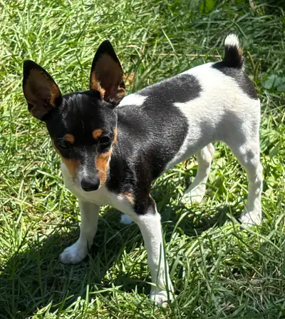 Reg'd TayField Toy Fox Terrier Puppy, View more