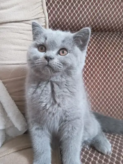 Pure Scottish straight blue kittens registered in CCA/AFC, View more