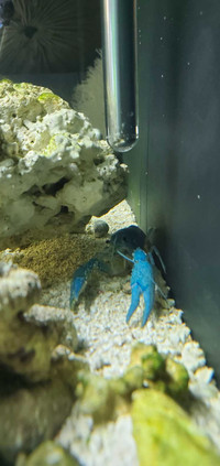 BLUE Crawfish Babies 