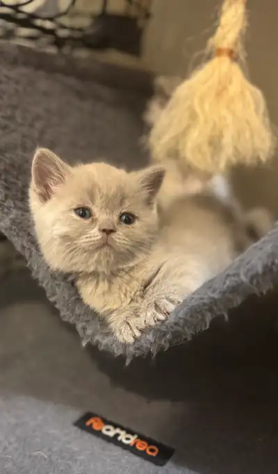 Scottish Kittens, View more