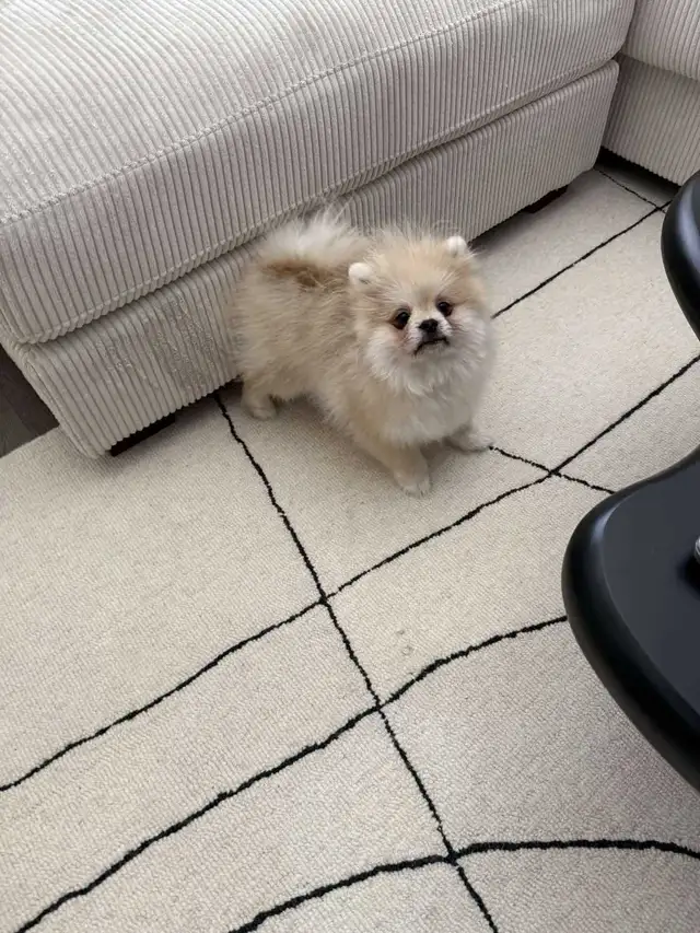 Pomeranian in Dogs & Puppies for Rehoming in City of Toronto - Image 8