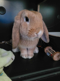 FIXED MALE Holland Lop Bunny