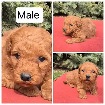 We have 4 adorable goldendoodle f1bb puppies One Male and 3 Females Born March 23 Ready to go May 20...