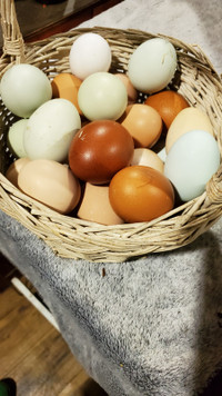 Fresh Eggs-Ckicken and Duck