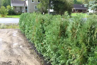Plants - Japanese Maples - Boxwoods - Spruce - Yews - Shrubs - Trees - Cedars Purchase - Direct and...