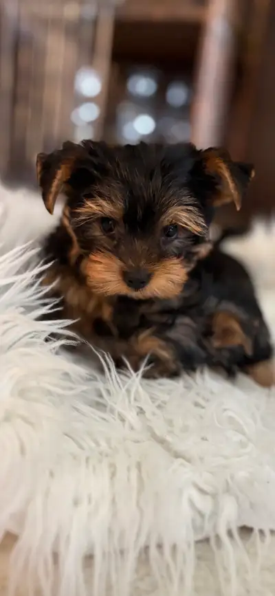Yorkshire terrier, View more