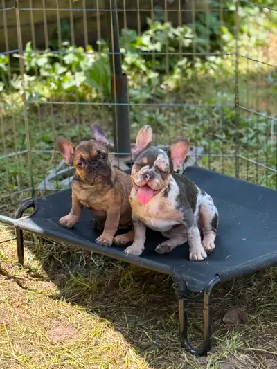 French bulldogs, View more