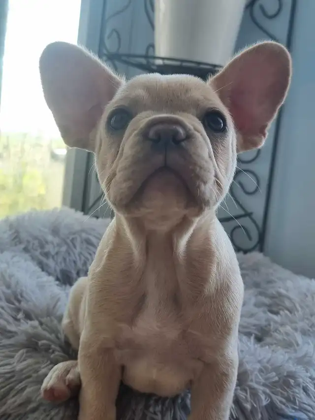 CKC French Bulldog Puppies in Dogs & Puppies for Rehoming in St. Catharines - Image 7