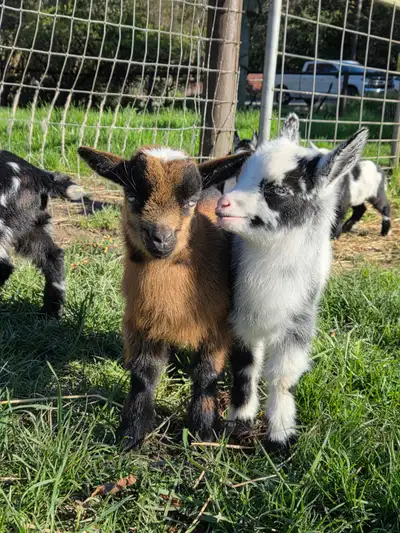 Nigerian Dwarf Kids, View more