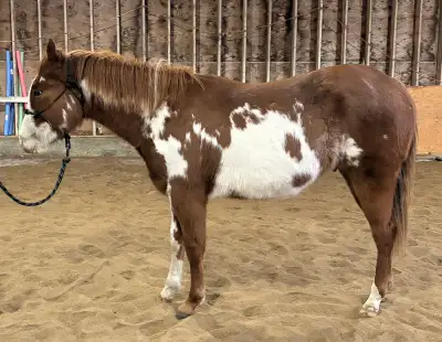 2.5yr old APHA Gelding, View more