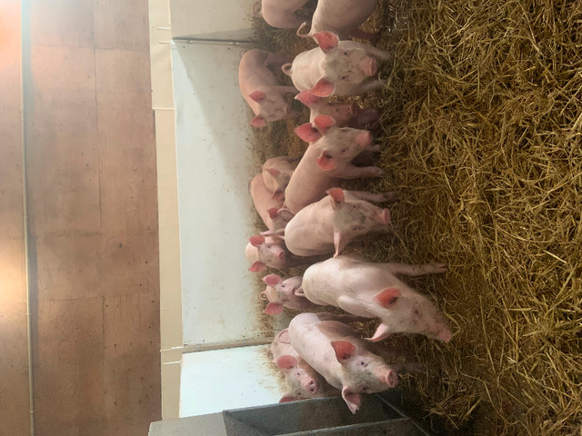 Pigs for sale in Livestock in Saint John - Image 3