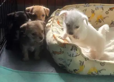 Malchi puppies , View more