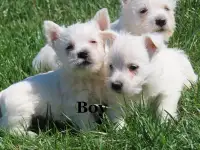 Westie puppies available May 1st 