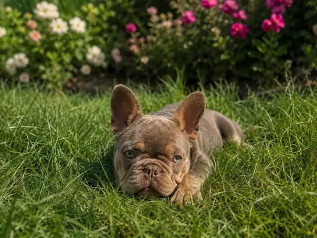 Rare CKC  French Bulldogs in Dogs & Puppies for Rehoming in North Shore - Image 2