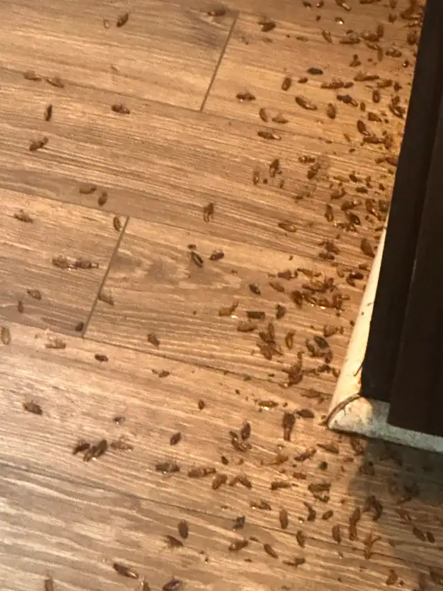 Rat N Roaches Pest Control Services478192057325998084