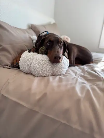 Doberman - experienced home needed, View more