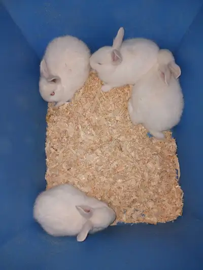 bunnies for sale 40$ or 2 for 60$, View more