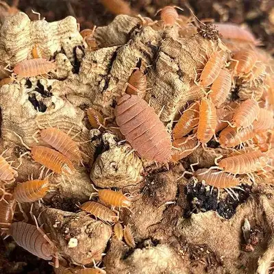 Powder Orange Isopods (Porcellionides pruinosus), View more
