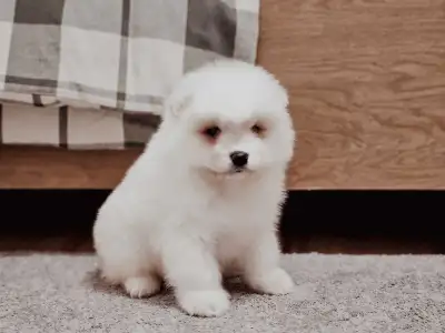 Samoyed Puppies, View more