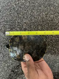 Peninsula cooter turtle