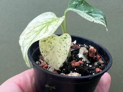 Monstera mint special, View more