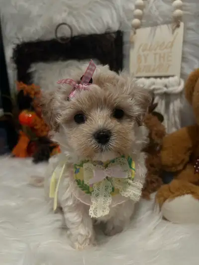 so beautiful Toy Maltipoo puppies (Maltese/poodle), View more