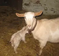 Doe goat and her daughter, milk and/or  pets