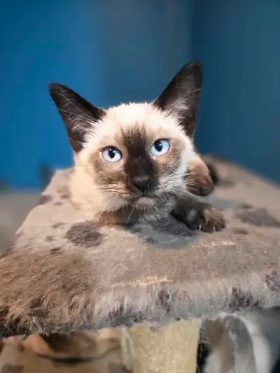 chaton siamois pure race a vendre, View more