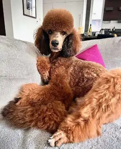 Upcoming Parti and Solid Standard Poodles, View more