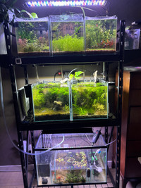 5 aquarium set up with plants and fish