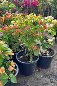 small trees $6062864746217603122